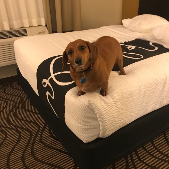 Top Seller/Posh Ambassador💕 - Picture 5 of 6